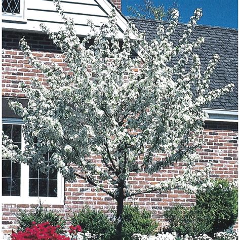 55 Gallon White Crabapple Flowering Tree In Pot With Soil L10752