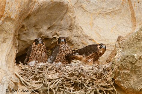 Phil Seu Photography Blog Photographing Nesting Peregrine Falcons
