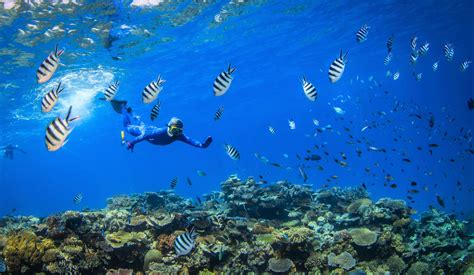 Great Barrier Reef Snorkeling Great Barrier Reef Liveaboards