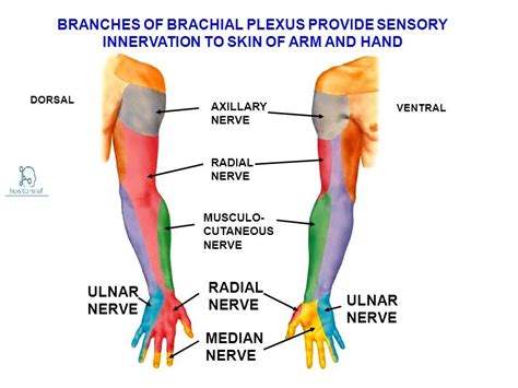 Dermatome Of Upper Limb Radial Nerve Muscle And Nerve Median Nerve