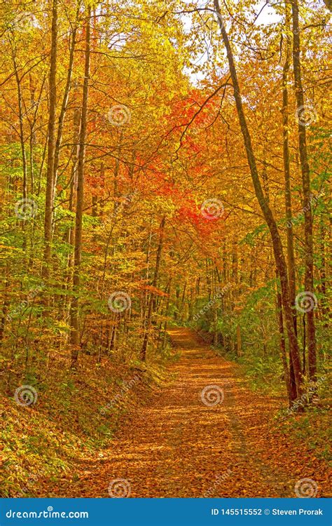 Secluded Forest Road In The Fall Stock Photo Image Of Park Great