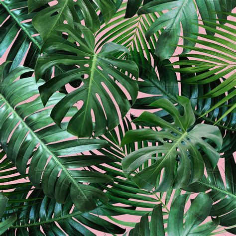 Tropical Leaves On Pink Background High Quality Nature Stock Photos