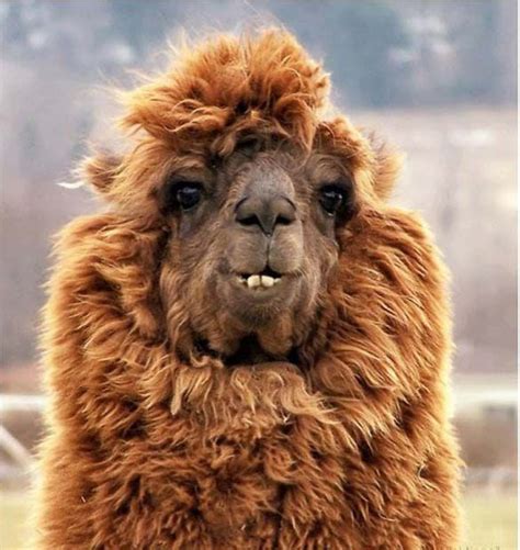 The Most Fabulous Alpacas Hairstyles Ever