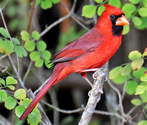 Northern Cardinal Bird Pets