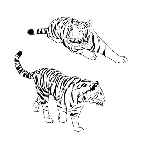 Details More Than 80 Chinese Tiger Sketch Super Hot Seven Edu Vn