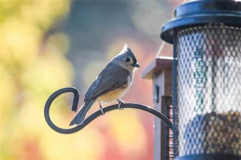 26 Backyard Birds In South Carolina Pictures And Facts Bird Feeder Hub