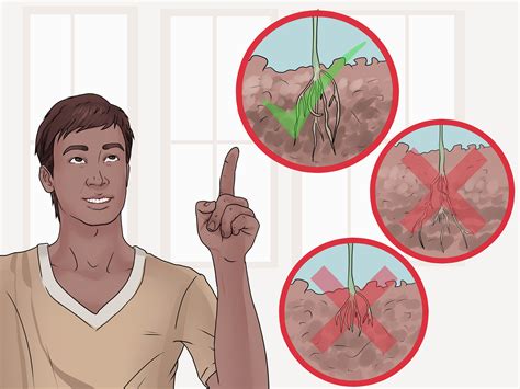 3 Ways To Take Care Of Plants Wikihow