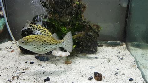 Green Spotted Puffer Fish Eating King Prawn Youtube