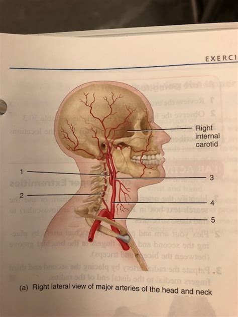 Figure 302 Arteries Of The Neck And Head A Diagram Quizlet