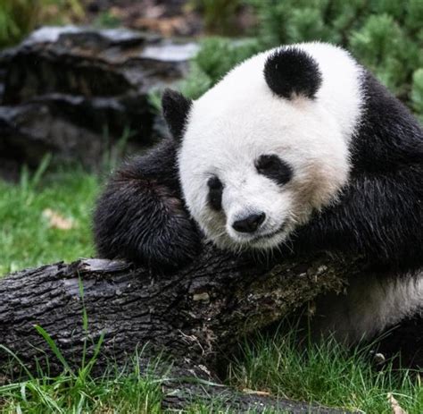 Chancen Auf Panda Nachwuchs Im Zoo Welt