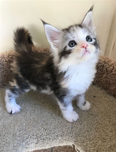 50 Cute Maine Coon Kittens That Are Actually Giants