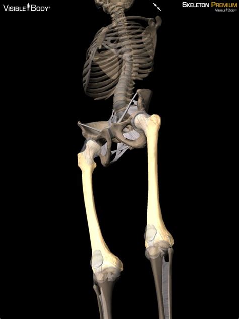 3d Skeletal System 5 Cool Facts About The Femur Skeletal System