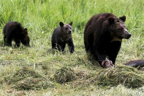 Us Restores Yellowstone Grizzlies To Protected Species List Grizzly