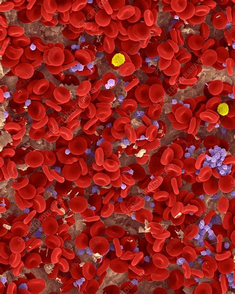 Human Red Blood Cells T Lymphocyte And Platelets Sem Stock Image