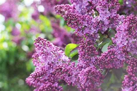 Learn To Prune Lilacs The Right Way For Optimum Blooms Next Spring
