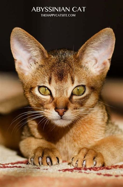 Abyssinian Cat Personality Care And Health Singapura Cat Ideas Of