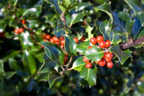 Holly Free Stock Photo Public Domain Pictures