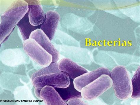 Bacterias Definicion Y Clases