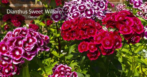 How To Grow Dianthus Plants Make House Cool