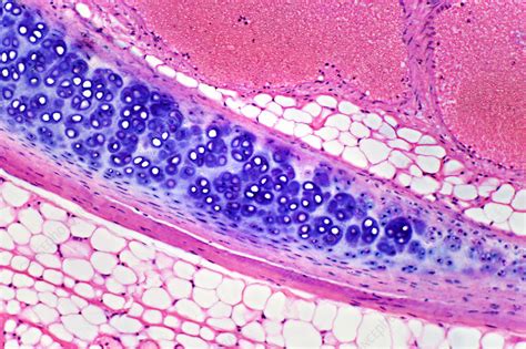 Hyaline Cartilage Light Micrograph Stock Image C047 7319 Science