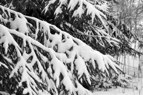 Pine Trees In Snowy Winter Stock Photo Image Of Leads 137353908