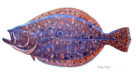Flounder Print By Carey Chen Fish Art Flounder Art