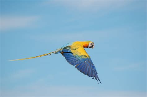 782802 Ararauna Birds Parrots Ara Genus Two Rare Gallery Hd