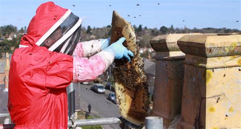 Everything You Need To Know About Removing Honey Bees In A Chimney