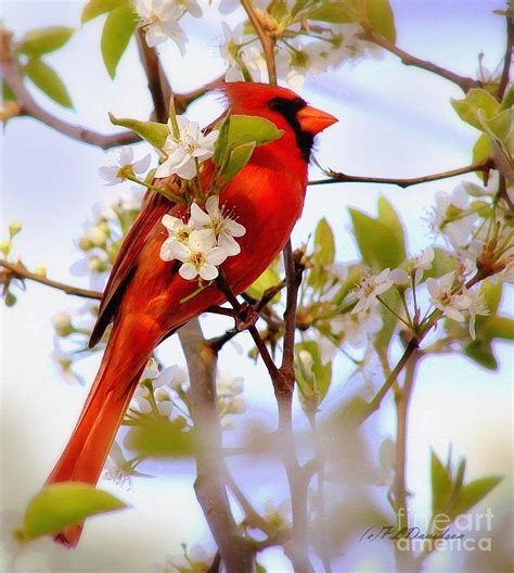 Cardinal In Springtime Photograph By Patricia L Davidson Pixels