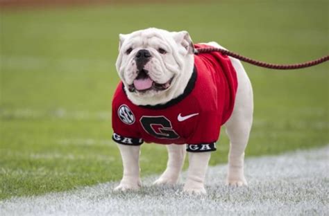 This is the american bulldog, a breed that almost literally came back from the dead to become widely popular as both a working dog and a family pet. Georgia Bulldogs shine in 2016 US Army All-American Bowl