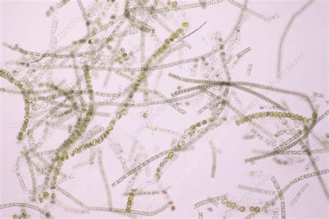 Filamentous Algae Light Micrograph Stock Image F0324093 Science