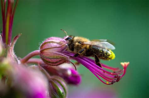 Bee Collecting Pollen Rpic