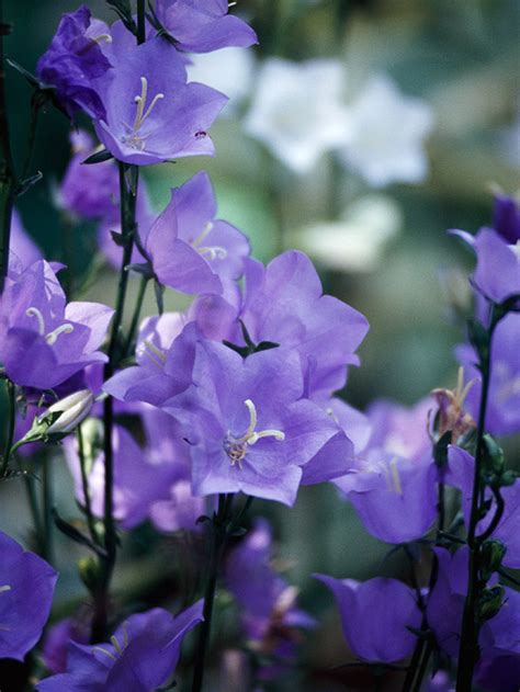 Flowers can be used dried or fresh cut, while the edible petals make a stunning garnish. The 18 Best Plants for Cottage Gardens
