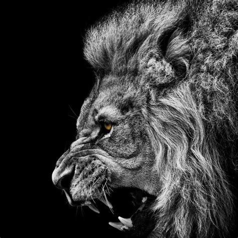 Collection 100 Pictures Angry Lion Pictures Black And White Full Hd