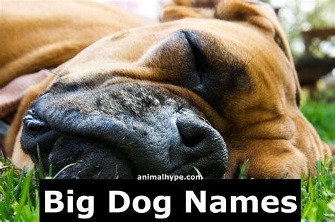 500 Big Dog Names For Your Giant Doggo Animal Hype