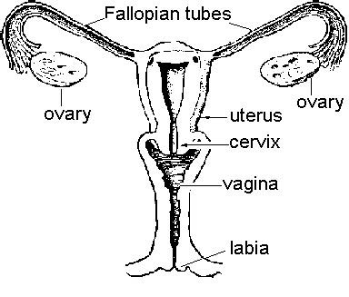 This lesson aims to teach and assess receptive and expressive labelling anatomy of female and male reproductive system which are also private body parts. Women's Health Matters - The Female Body