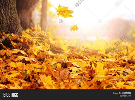 Maple Leaves Falling Image And Photo Free Trial Bigstock