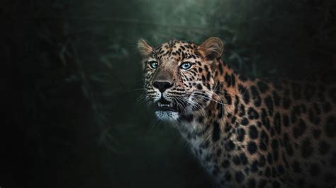 Desktop Wallpapers Leopard Big Cats Animals 1366x768