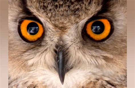 Eagle Owl Description Habitat Image Diet And Interesting Facts