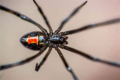 Latrodectus Mactans Southern Black Widow Usa Spiders
