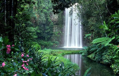 Обои зелень тропики заросли водопад джунгли кусты Амазония