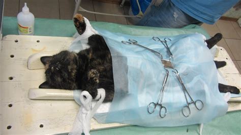 Tortie Cat Spayed Before And After Surgery Youtube