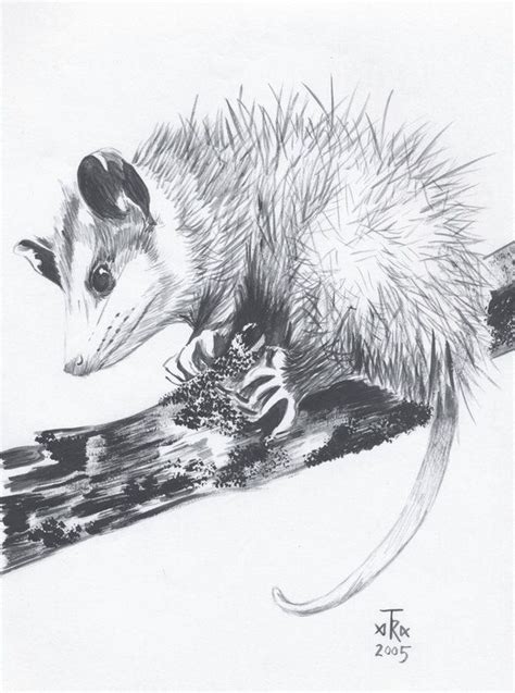 Virginia Opossum By Arabidopsis In 2023 Opossum Animation Drawing