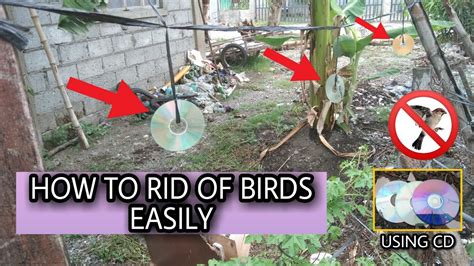 How To Get Rid Of Birds Super Easy Way Agrivlog Youtube