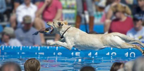 The Best Dog Sports For Each Breed Group Cadet Pet