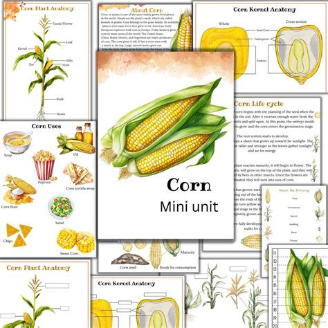 Corn Unit Study Corn Plant Anatomy Corn Life Cycle Fall Unit Nature