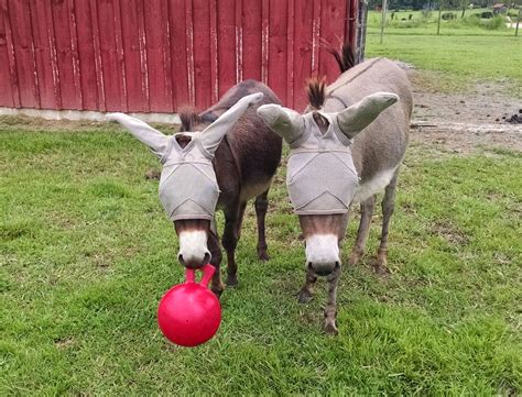 Our Tiny Farm In Western Nc Dont Let The Mini Donkeys Get Bored
