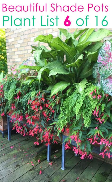 Gives a tropical look to any. 16 Colorful Shade Garden Pots & Plant Lists | Garden plant ...