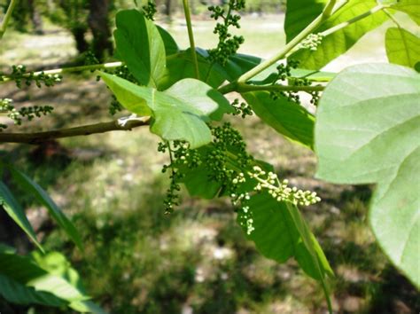 Poison Ivy Native Texas