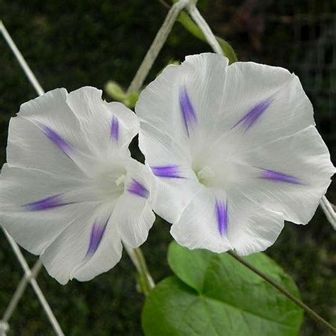 Maybe you would like to learn more about one of these? Seeds White Morning Glory Milki Véj (Ipomoea purpurea ...